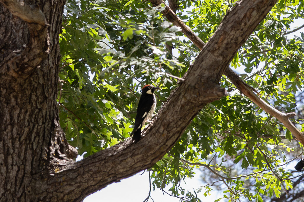 BirdsNest(Christine)-16